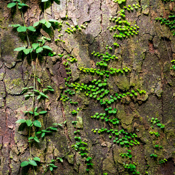 Green vines growing on tree bark as natural background texture