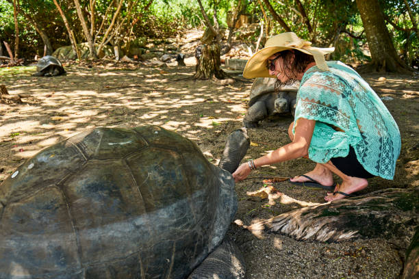 Female tourist woman feeding and admiring big old Aldabra giant tortoises, Aldabrachelys gigantea, in National Marine Park on Curieuse island, close to Praslin on Seychelles. Female tourist woman feeding and admiring big old Aldabra giant tortoises, Aldabrachelys gigantea, in National Marine Park on Curieuse island, close to Praslin on Seychelles. prehistoric turtle stock pictures, royalty-free photos & images