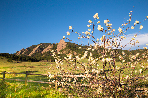 View of Flatirons Mountains seen from Chautauqua Open Space Park in Boulder Colorado with fence and flowers