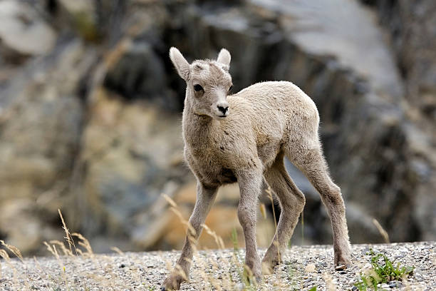 istock Bighorn Sheep - Baby Kid 95795383