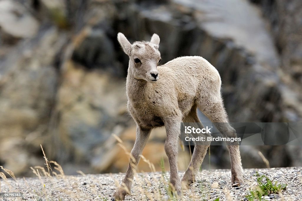 Muflão do Canadá-bebê Criança - Royalty-free Alberta Foto de stock