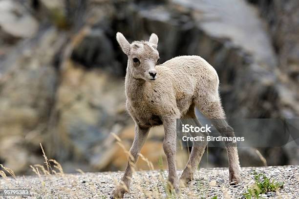 Muflão Do Canadábebê Criança - Fotografias de stock e mais imagens de Alberta - Alberta, Animal, Ao Ar Livre