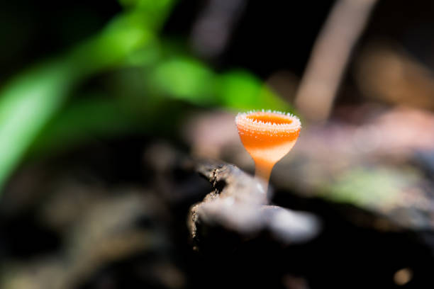 Delicate champagne red cup mushroom (Red mushrooms, PINK BURN CUP Mushroom, Tarzetta Rosea ( Rea) Dennis, Pustuluria Rosea Rea, Tarzetta Rosea) found in tropical rain forests.