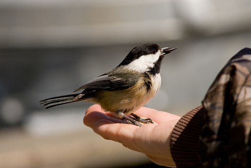 Bird in the Hand. Blackcapped Chickadee eating a seed.  Vancouver, British Columbia, Canada