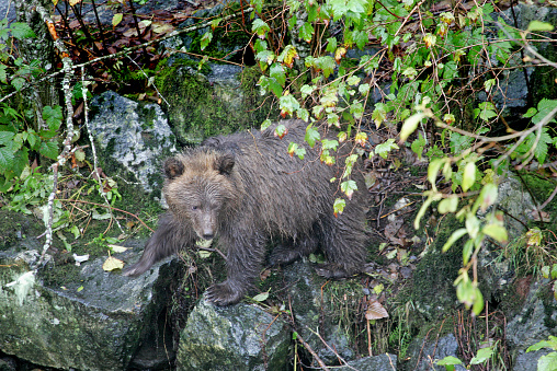 Great Bear Rainforest. British Columbia Canada