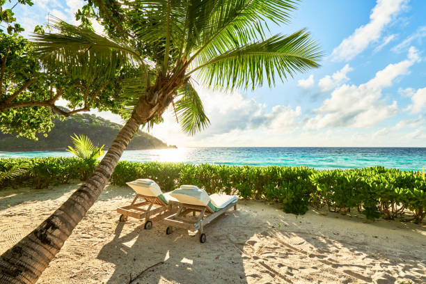 istock Wooden deck chairs under a palm tree umbrella on a sandy exotic beach with tall palm trees 957956388
