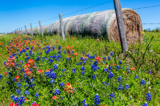 ラウンドの干し草の俵と新鮮なテキサス州の野生の花の草原 - 6729 ストックフォトと画像