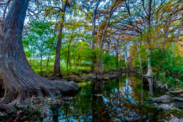 istock Fall Foliage on Cibolo Creek, Texas. 957956848