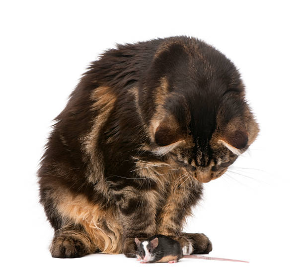 istock Maine Coon looking at mouse in front of white background 95795905
