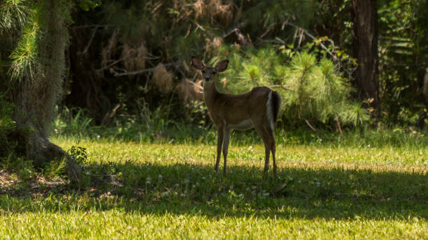 istock mother deer with fawn 957961456