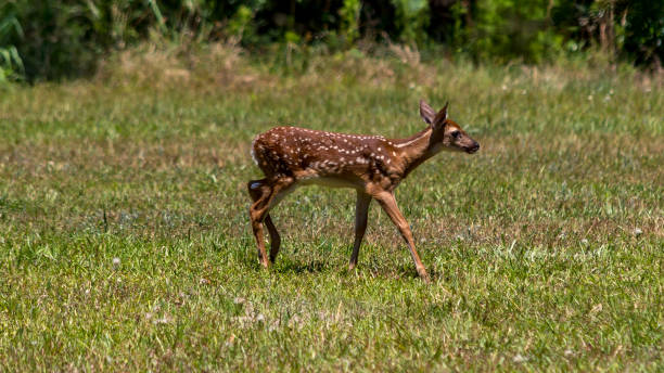 istock mother deer with fawn 957961458
