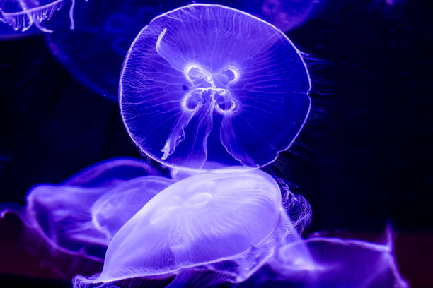 primer plano de varias medusas luna bella. - jellyfish moon jellyfish underwater wildlife fotografías e imágenes de stock