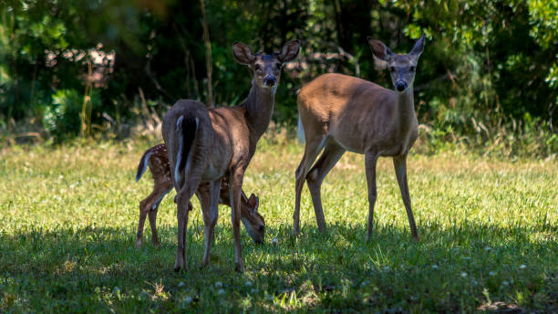 istock mother deer with fawn 957961506