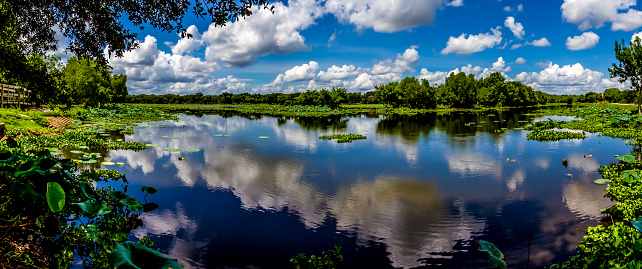 A High Resolution, Colorful, Panoramic Shot of Beautiful 40-Acre Lake with Summer Yellow Lotus Lilies, Blue Skies, White Clouds, and Green Foliage at Brazos Bend State Park, Texas.
