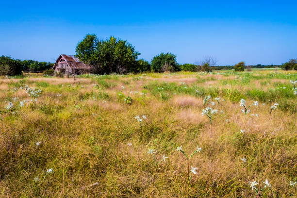 oklahoma grange sur terrain - oklahoma agriculture landscape nature photos et images de collection