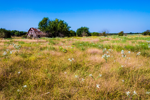 Old Abandoned  Barn in a Large Field with White Wildflowers and Prairie Grass in Rural Oklahoma.