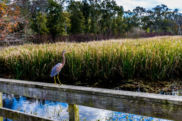 A Juvenile Tricolored Heron (Egretta tricolor), a Long-legged Water Bird, Out Hunting for a Meal at Brazos Bend, Texas.