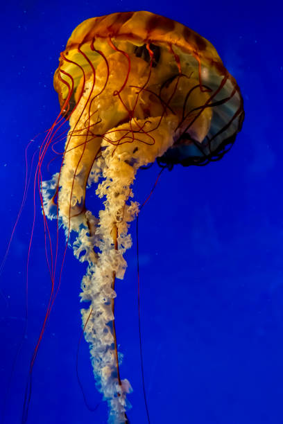 istock Jellyfish Swimming in Water. 957972150