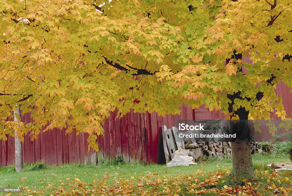 Celeiro vermelho e da Árvore de Bordo de outono - Foto de stock de Abrigo de Jardim royalty-free