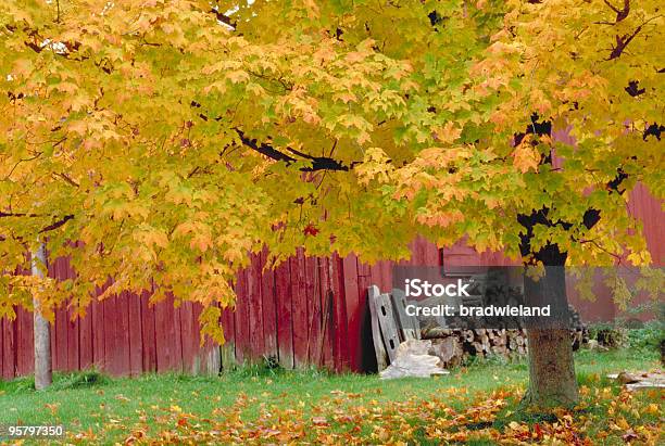 Foto de Celeiro Vermelho E Da Árvore De Bordo De Outono e mais fotos de stock de Abrigo de Jardim - Abrigo de Jardim, Amarelo, Amontoamento