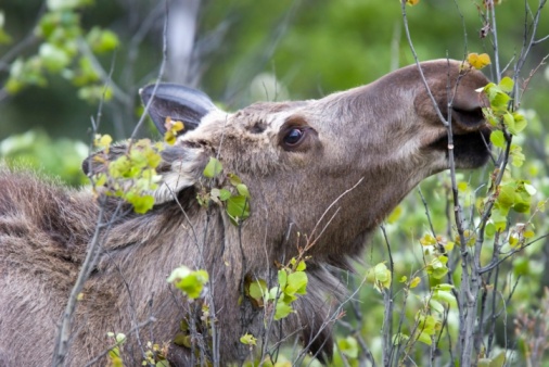 Young bull moose in the spring, Alaska