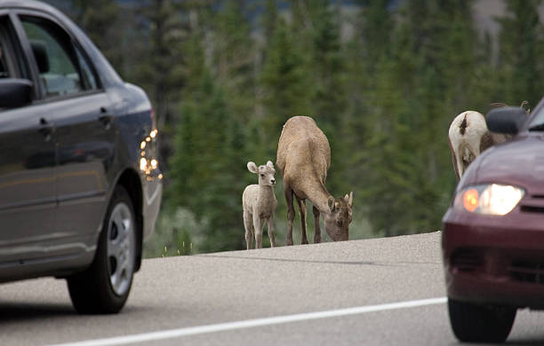 istock Is it safe to cross the Road, Mom? 95797603