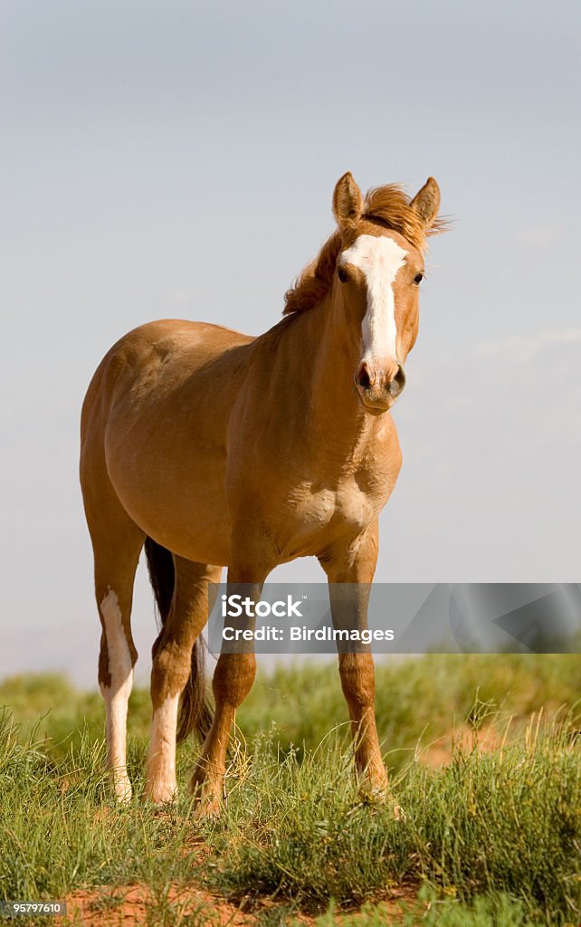 Horse Grazing - Monument Valley Horse grazing at Monument Valley, Arizona Utah Animal Stock Photo