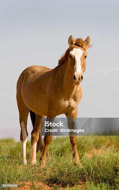 Horse Grazing Monument Valley Stock Photo - Download Image Now - Animal, Color Image, Foal - Young Animal