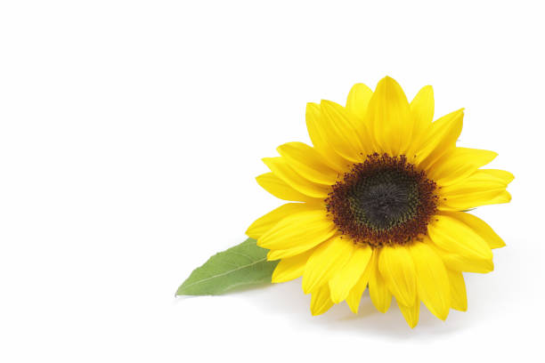 istock yellow sunflower isolated on white background 957976294