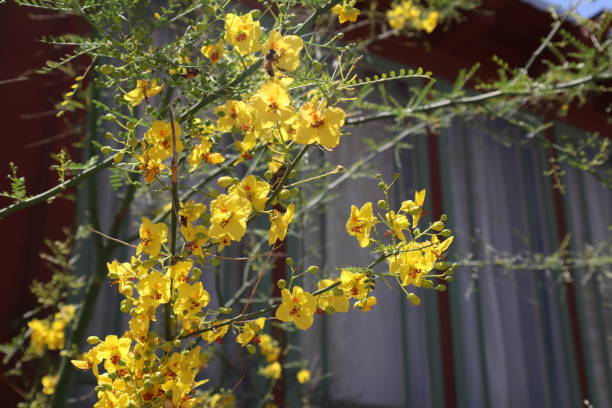 istock Yellow Flowers Series 957976618