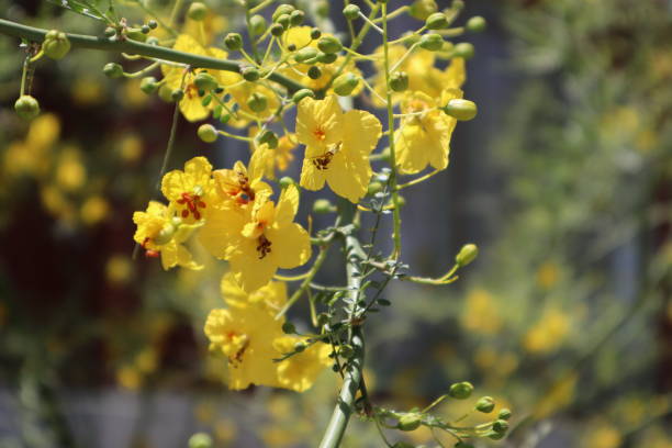 istock Yellow Flowers Series 957976646
