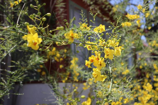 istock Yellow Flowers Series 957976714