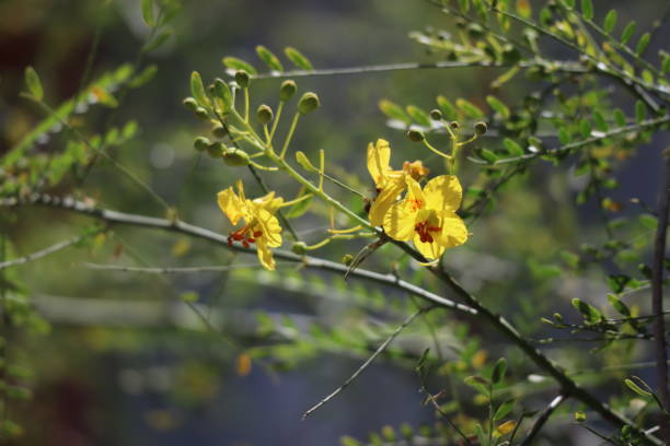 istock Yellow Flowers Series 957979098