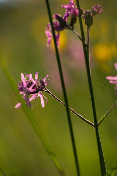 istock lilac flowers blossoming meadow 957979444