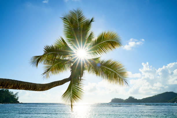 istock coconut palm tree on beach Baie Lazare, seychelles 957979576