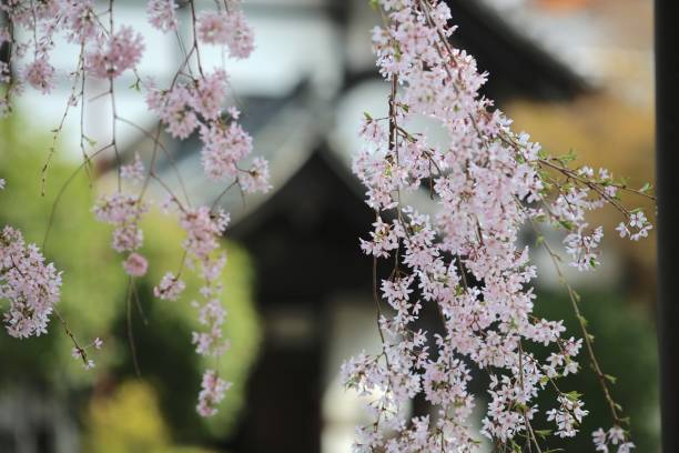 istock Cherry blossoms at temple in Kyoto 957979756