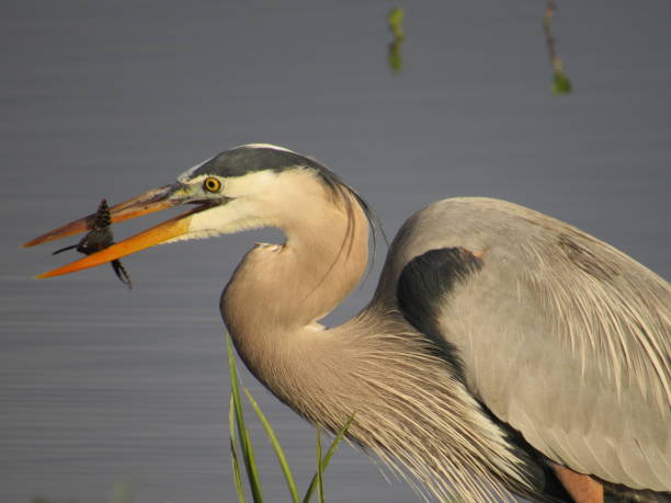istock Bird fishing 957980122