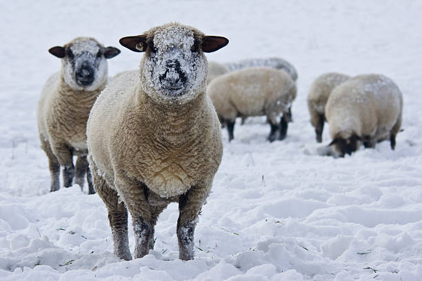 istock Sheep in a snowy field staring at camera 95798212