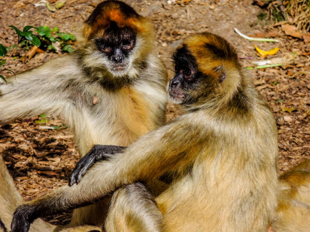 istock Wedged Capped Capuchin, Captivity, New Zealand 957982598