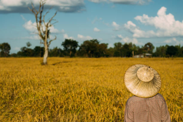 istock Brown Skin Farmer And His Rice Field 957982628