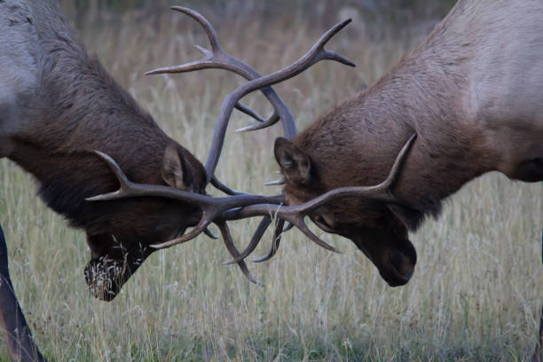 istock Elk sparing during the mating season, ?banff National Park, Alberta, Canada 957982916