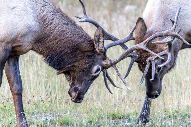 istock Elk sparing during the mating season, ?banff National Park, Alberta, Canada 957982920