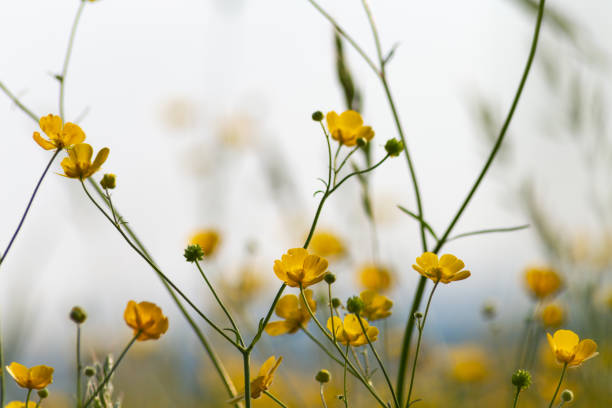 istock field buttercup sky background flowers blossoming 957982992