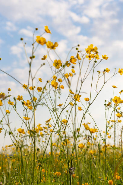 istock field buttercup sky background flowers blossoming 957983014