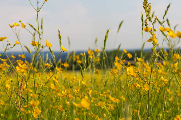 istock field buttercup sky background flowers blossoming 957983030