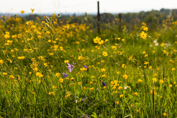istock field buttercup sky background flowers blossoming 957983038