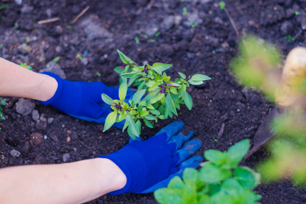istock Planting herbs in garden 957983910