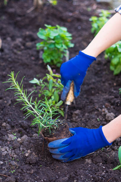istock Planting herbs in garden 957983912
