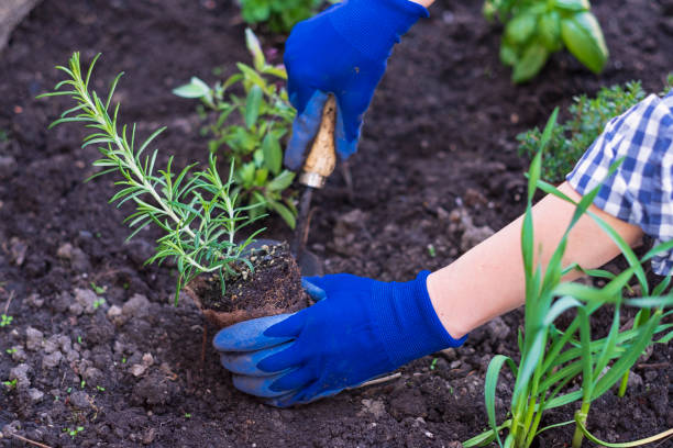 istock Planting herbs in garden 957983916