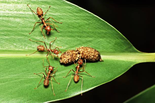 istock Ants eating their food. 957990432
